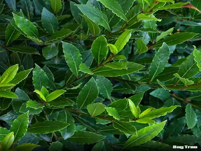 BAY TREES OTHER PLANTS